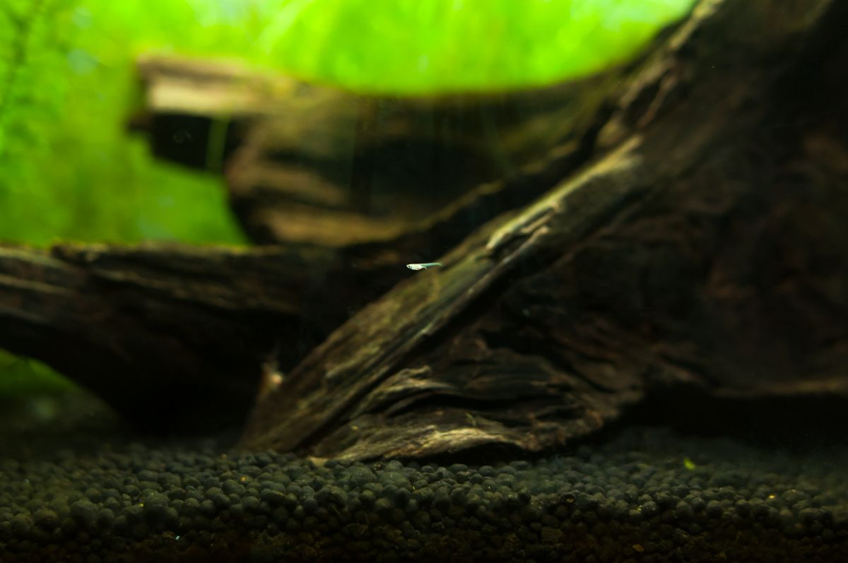 成長が楽しみです