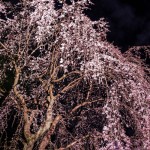 枝垂夜桜